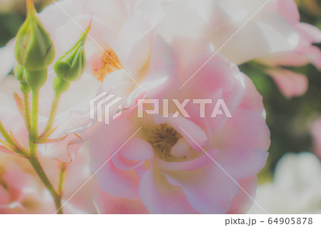 ピンクの花 64905878