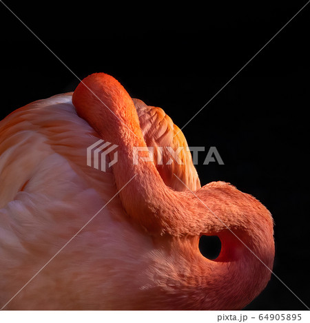 Pink Flamingo. Pink Flamingo. 64905895