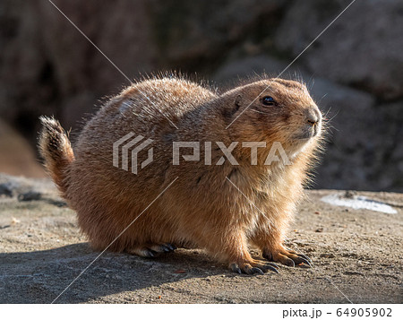 Black-tailed prairie dog Black-tailed prairie dog 64905902