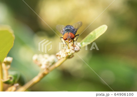 Steel-blue Bluebottle Blowfly 64906100