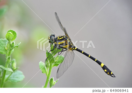 コオニヤンマ（小鬼蜻蜓） 64906941