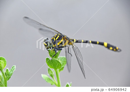 コオニヤンマ(小鬼蜻蜓) コオニヤンマ(小鬼蜻蜓) 64906942
