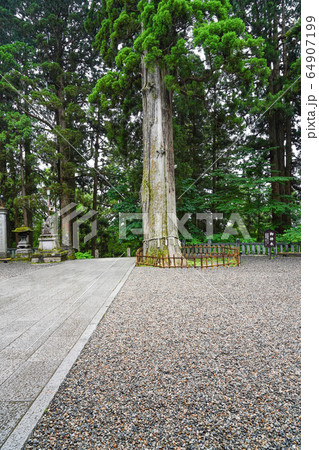 雨の戸隠神社・中社 御神木 雨の戸隠神社・中社 御神木 64907199