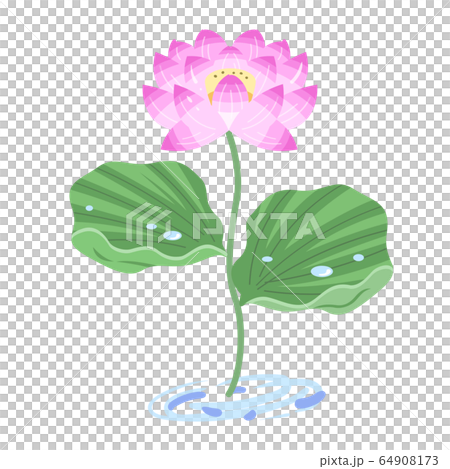 Lotus flower illustration (pink / pink) 64908173
