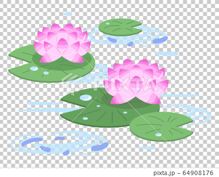 水面に咲く蓮の花のイラスト 桃色 ピンク のイラスト素材