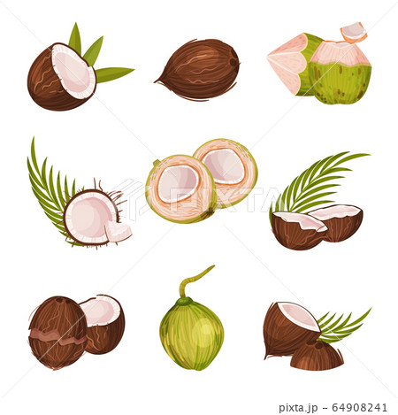 Whole And Halved Coconut With Hard Shell And のイラスト素材