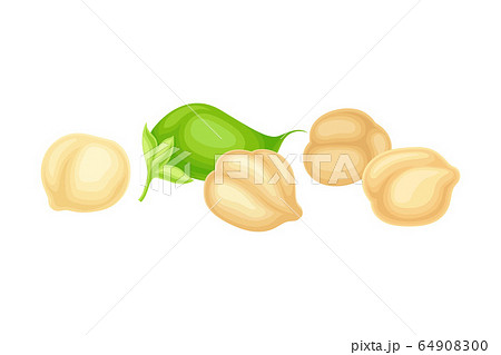 Chickpea Beige Pile with Green Pod as Annual Legume Plant Vector Illustration 64908300