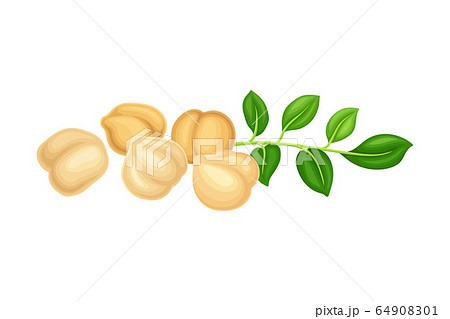 Chickpea as annual legume plant with green stems Vector Image