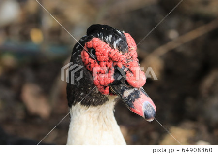 アヒル アヒル 64908860