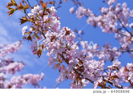 北海道札幌市の桜 64908896