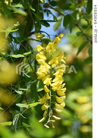 キングサリ（金鎖） 64908934