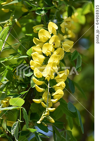 キングサリ（金鎖） 64908935