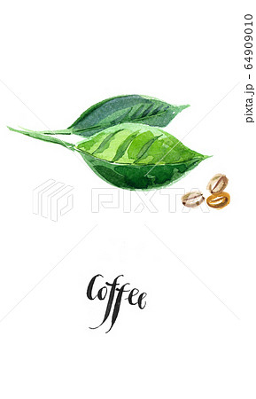 Green leaves of coffee and coffee beans 64909010