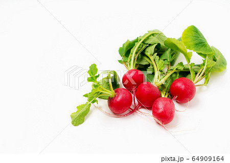 ラディッシュ 二十日大根 ラディッシュ 二十日大根 64909164