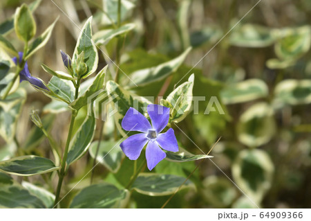 Lesser Periwinkle Variegata 64909366