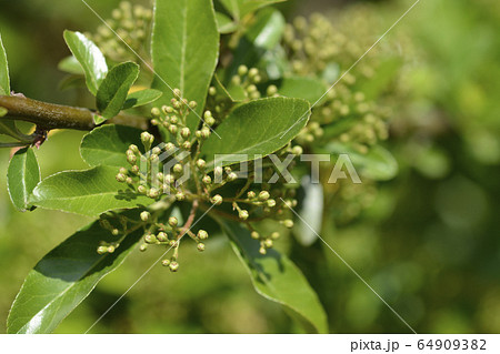 Scarlet firethorn Scarlet firethorn 64909382