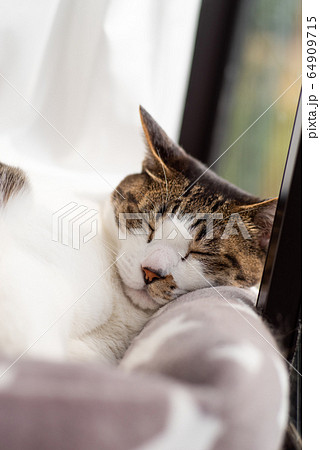 窓辺の猫 窓辺の猫 64909715