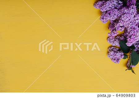 lilac flowers blooming spring on a yellow background lilac flowers blooming spring on a yellow background 64909803