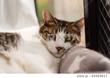 窓辺の猫 64909817