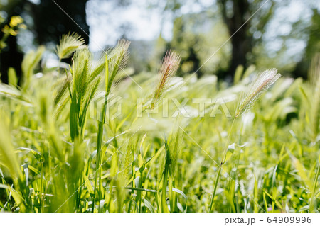 green grass spikelets wheat sways on the wind green grass spikelets wheat sways on the wind 64909996