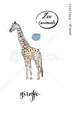Giraffe made in watercolor Giraffe made in watercolor 64911042