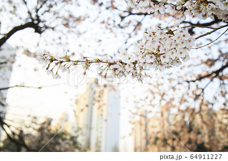 春 桜 韓国 64911227