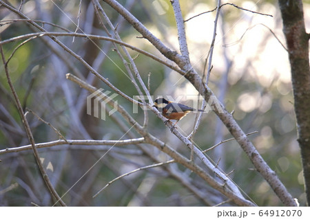 荒尾市 四ツ山神社 ヤマガラ、 荒尾市 四ツ山神社 ヤマガラ、 64912070