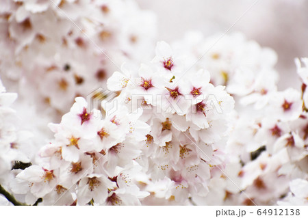桜 64912138
