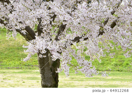 桜 64912268