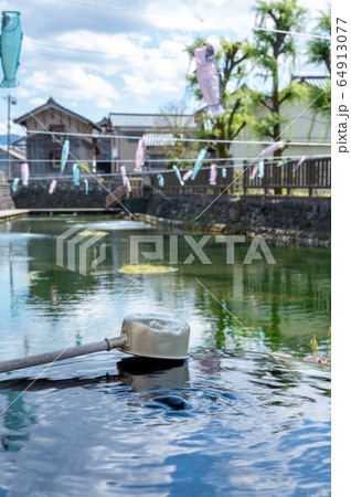 福井県大野市 イトヨ 水の里・越前おおの 5月上旬 福井県大野市 イトヨ 水の里・越前おおの 5月上旬 64913077