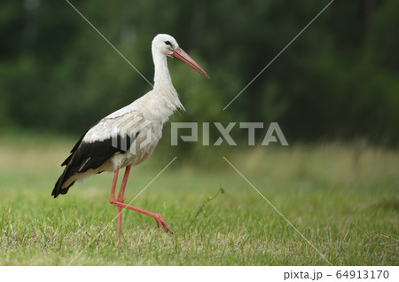 White stork 64913170