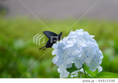 クロアゲハと紫陽花 64913590