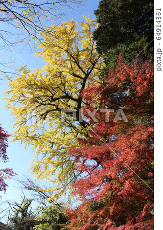 紅葉! 日本の秋!! 紅葉! 日本の秋!! 64914361