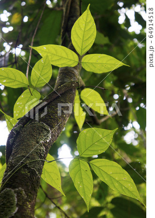 コスタリカの熱帯雨林 64914518