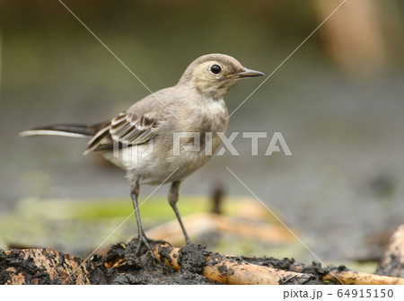 White Wagtail (Motacilla alba) 64915150
