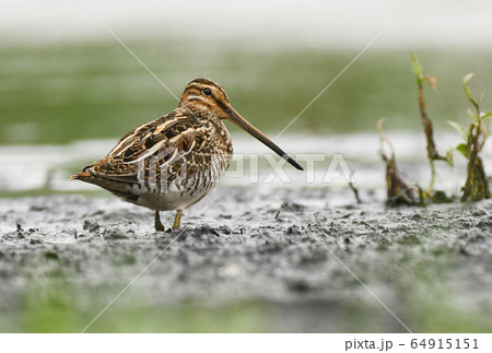 Common Snipe (Gallinago gallinago) Common Snipe (Gallinago gallinago) 64915151