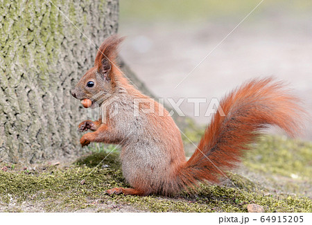 Red squirrel (Sciurus vulgaris) 64915205