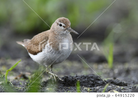 Temminck's stint Temminck's stint 64915220