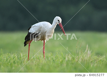 White stork White stork 64915277