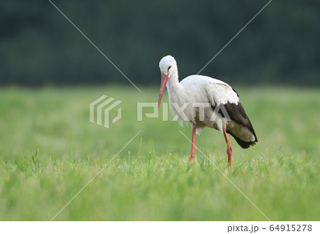 White stork 64915278
