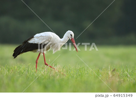 White stork 64915349