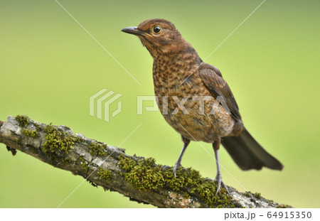 Young blackbird (turdus merula) 64915350