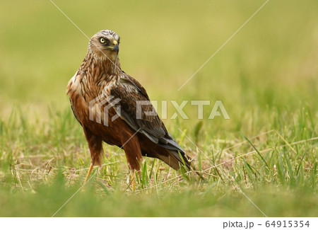 Marsh harrier (Circus aeruginosus) - male Marsh harrier (Circus aeruginosus) - male 64915354