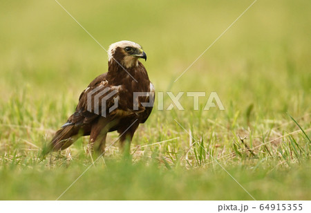 Marsh harrier (Circus aeruginosus) - female Marsh harrier (Circus aeruginosus) - female 64915355