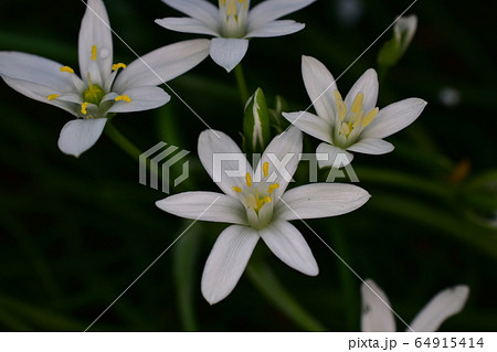 オオアマナ オオアマナ 64915414