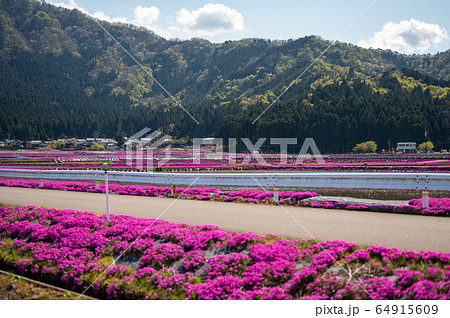 福井県大野市　越前　おおの　花のジュータン　芝桜 64915609