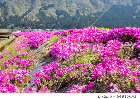 福井県大野市　越前　おおの　花のジュータン　芝桜 64915643