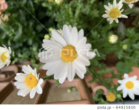 ノースポール 64915830