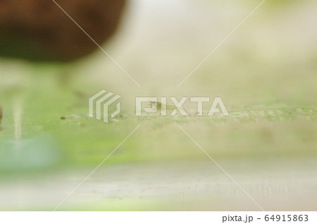出生直後のミナミヌマエビの稚エビの写真素材