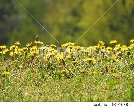 咲き乱れるタンポポ 咲き乱れるタンポポ 64916309